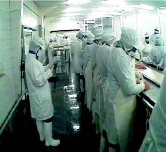 industria salmon (24) ALIMENTACION COMIDA